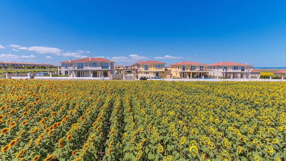 Sunflower field in front of the development's villas